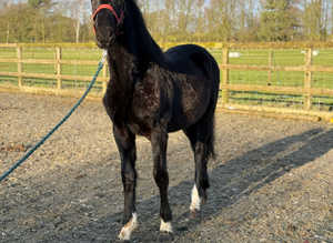 Stunning black colt to make 15.2