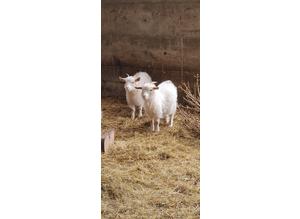 Pygora goats for sale
