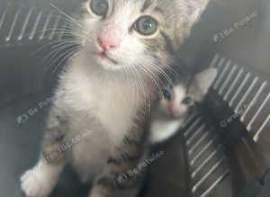 Beautiful kittens