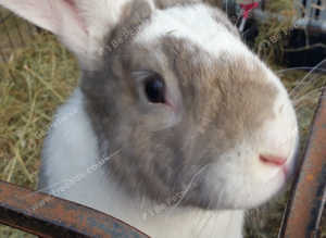 Young Adult Continental Giant Buck  - Vaccinated - READY NOW