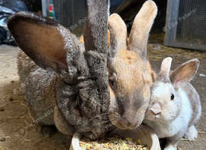 Continental giants 1.5yrs old