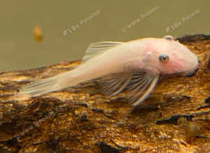 Snow White pleco short fin 6cm