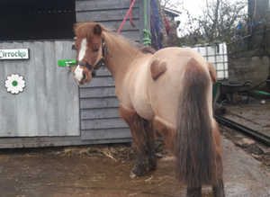 !! Shetland LEATHER driving harness !!