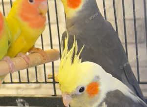 Very beautiful birds for sale