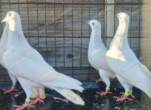Pigeons for sale 10 £