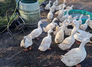 White Campbell Ducks