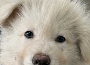 Ready now rare kc reg Isabella blue and white German shepherd pups