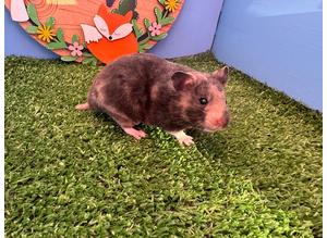 Pedigree Syrian Hamster Girl Black Tort