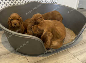 Red cocker spaniel puppies