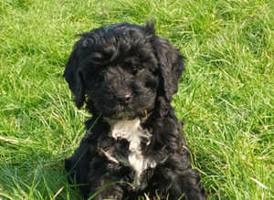 Cava-poo X Cocker-a-poo puppies