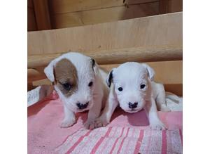 Parson Russell Terrier Pups