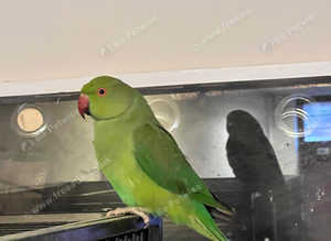Talking baby Indian ringnick parrot