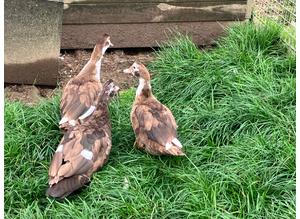 Chocolate & White Muscovy Females for sale
