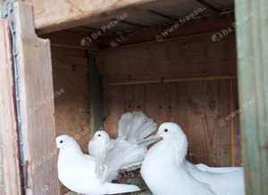 this birds for sale good health
