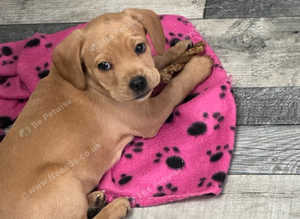 Frenchie/ cockapoo