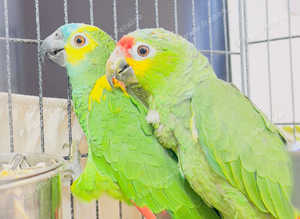 Stunning baby blue fronted and red crown Amazon parrot