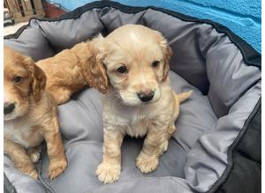 Four beautiful f1b male cockapoo puppies for sale