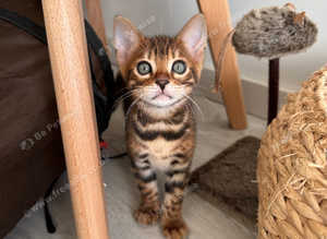 Two beautiful bengal boys