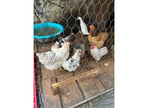 3 Hens and 1 Cockerel for sale