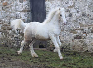 Kilnstown Frostfire SOLD