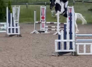 Stunning talented gelding for sale