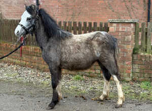 Registered sec a colt