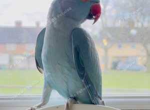 Stunning baby blue Indian ringnick parrot