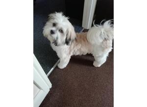 Lhaso apso dog for stud