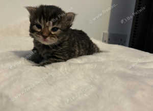 Kitten