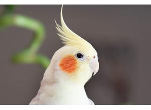 Beautiful Young or Baby Cockatiels Singing Cute All Colours
