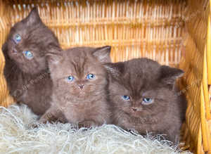 11 BRITISH SHORTHAIR TICA REG KITTENS