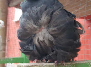 CHINESE OWL PIGEONS