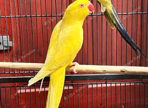 Stunning yellow Indian ringnick parrot