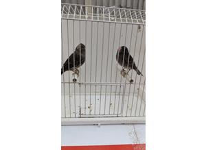 Beautiful pair black mosaic canaries