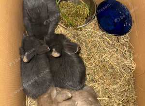 Baby lion head rabbits