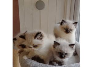 Wonderful ragdoll kittens, 4 Boys