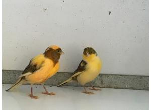 Fife Canaries for sale