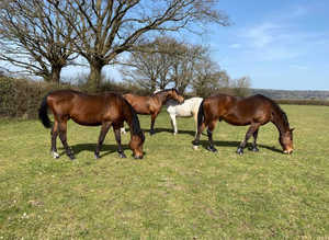 Full Livery available, 24hr turnout.
