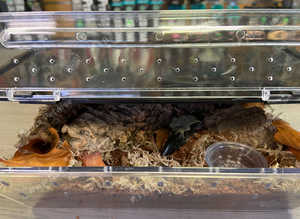 Complete Setup including a Java Dwarf Scorpion