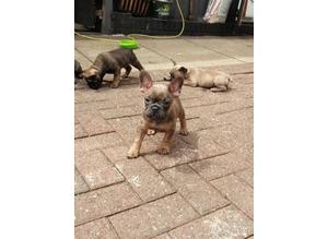 2 female and 2 male French bulldog puppies