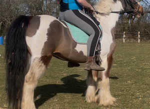 12.2 cob gelding