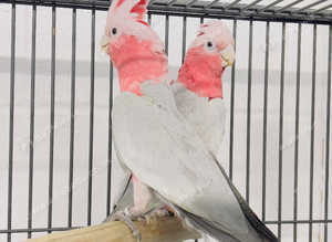 Stunning Galah talking parrot