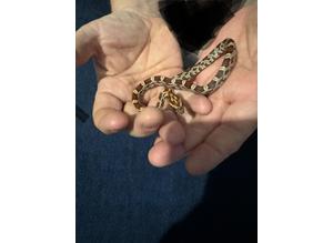 Baby carolina corn snake with one year supply of food