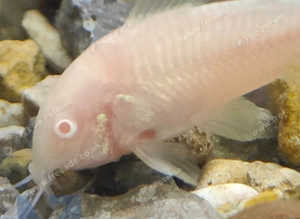 Albino And Bronze Cory