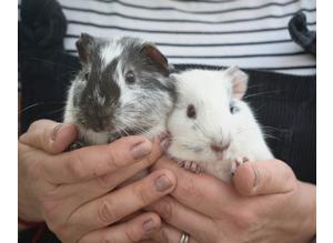 Baby Boy Guinea Pigs - 6weeks old -ready