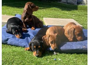 Mini Dachshund puppies for sale!
