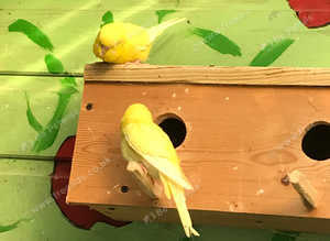 Pair of lutino budgies
