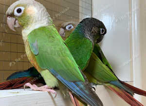 Beautiful conure parrot for sale