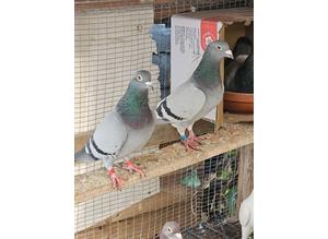 Racing pigeons  for sale