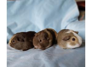 Pretty baby guinea pigs